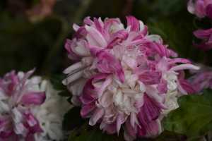 CHRYSANTHEMUM-24 (26)